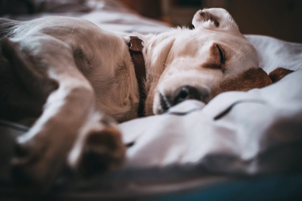 pexels-photo-791862-791862.jpg